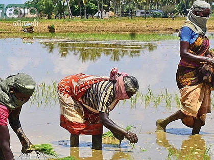 ஊரடங்கு காலத்திலும் உணவு உற்பத்தி!