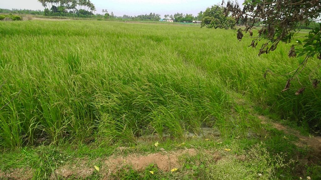 அன்னலட்சுமி வயலில் பூங்கார் நெல் பயிர்