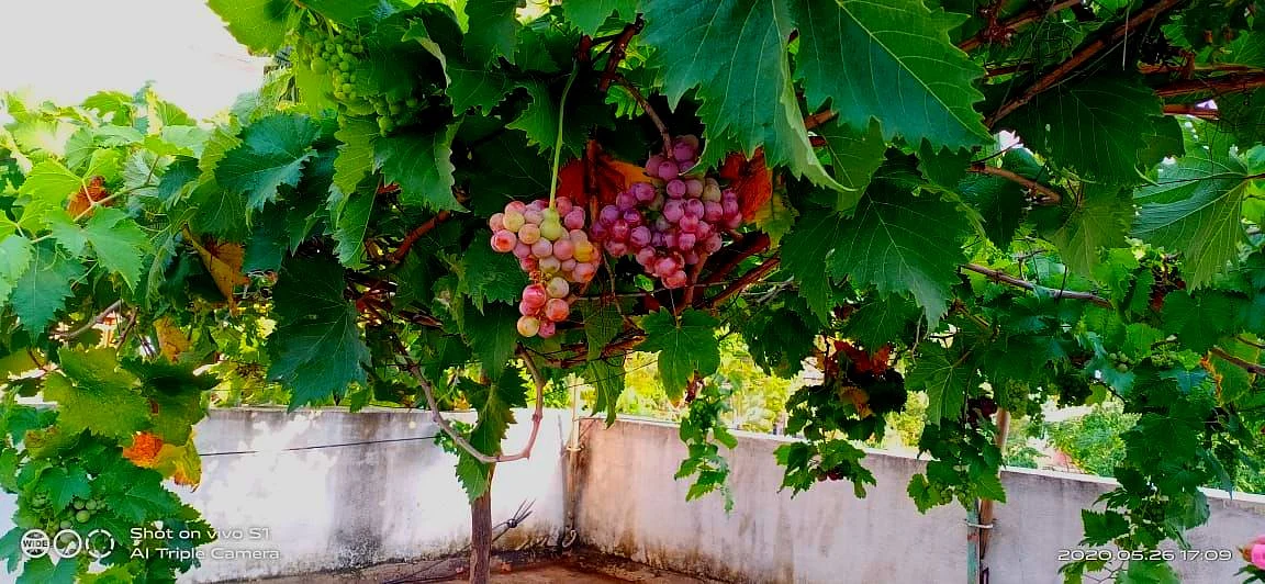 மாடியில் திராட்சை