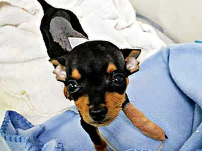 Miniature Pinscher