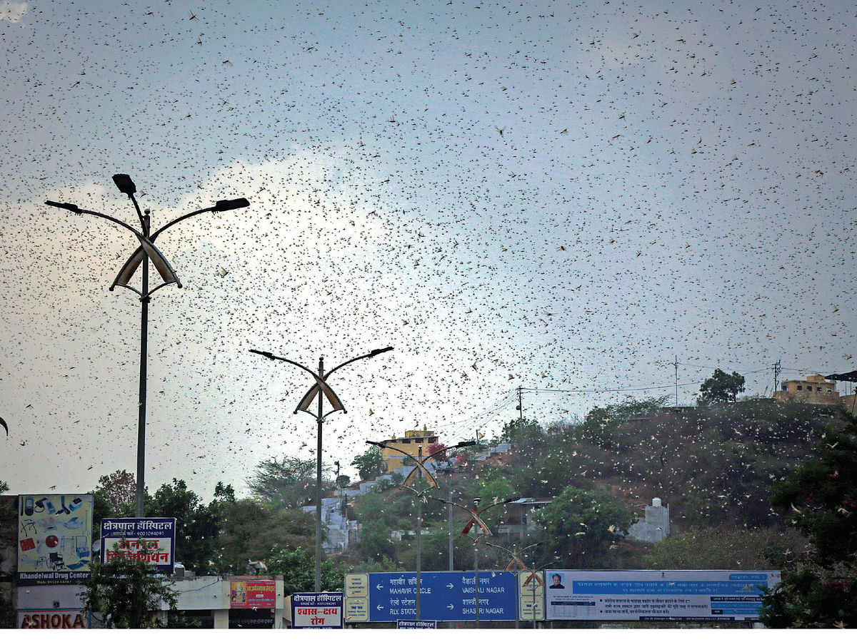 Locust attack in agriculture land