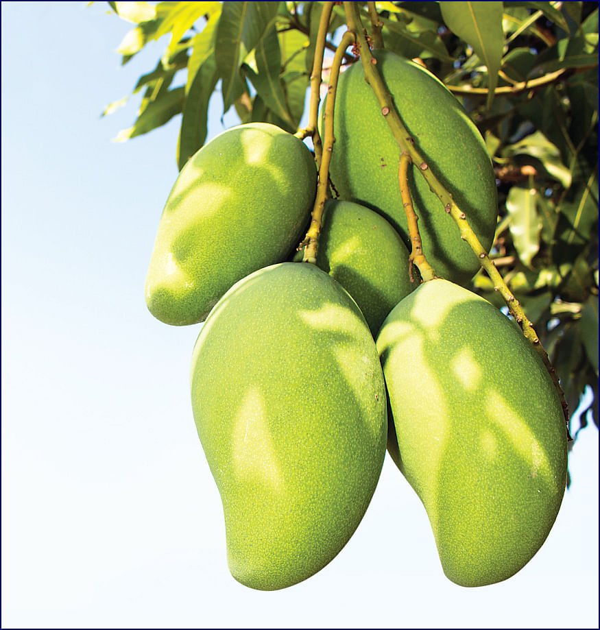 மாங்காய்