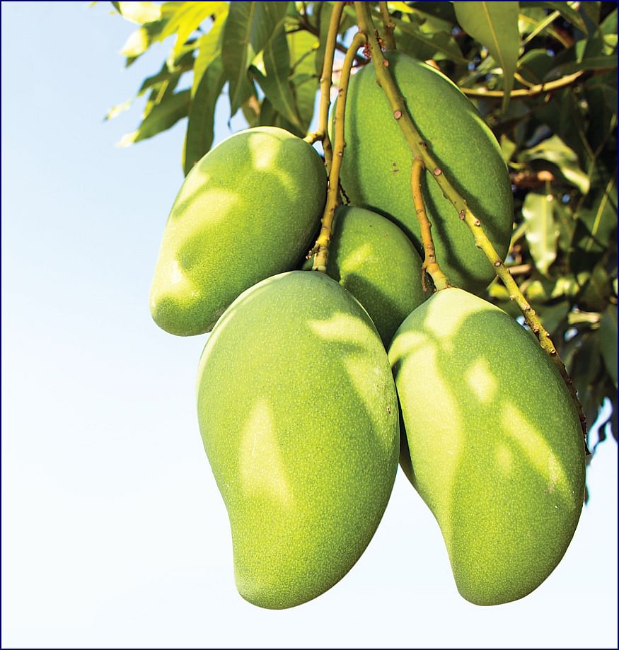 மாங்காய்