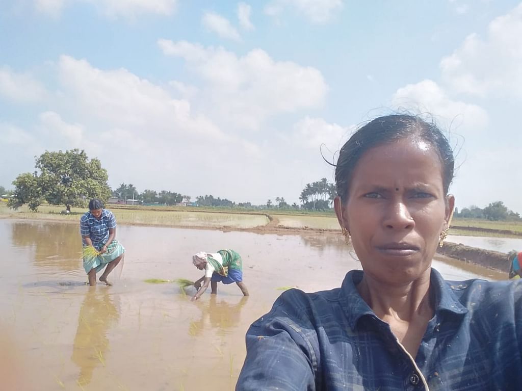 வயலில் அன்னலட்சுமி