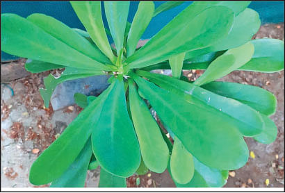 மான்செவிக் கள்ளி