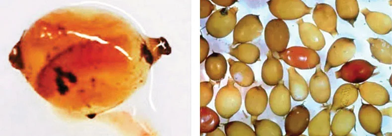 இயற்கை வேளாண்மை : 7 மண்ணை வளமாக்கும் மண்புழு!
