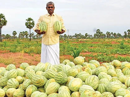 ரூ. 1,00,000 ஊரடங்கிலும் உன்னத வருமானம் கொடுத்த இயற்கைத் தர்பூசணி!