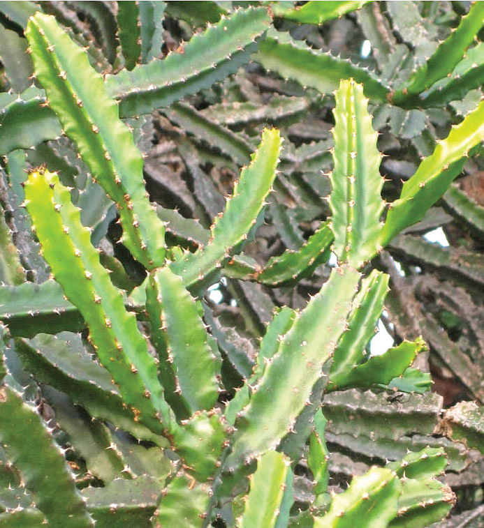 சதுரக்கள்ளி