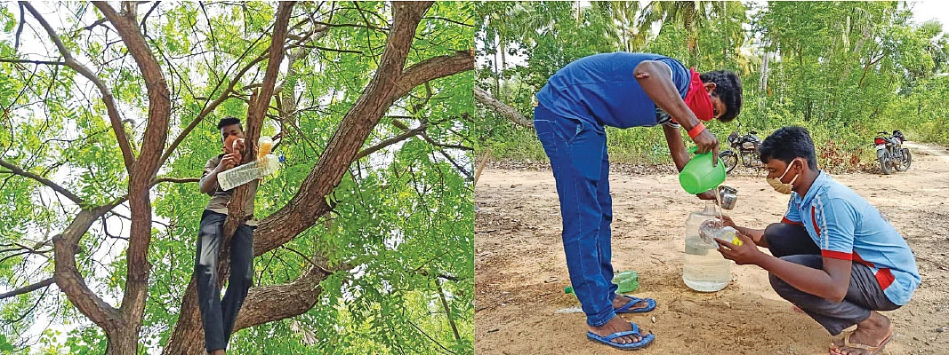 மரங்களில் பாட்டில்கள் கட்டும் பணியில்