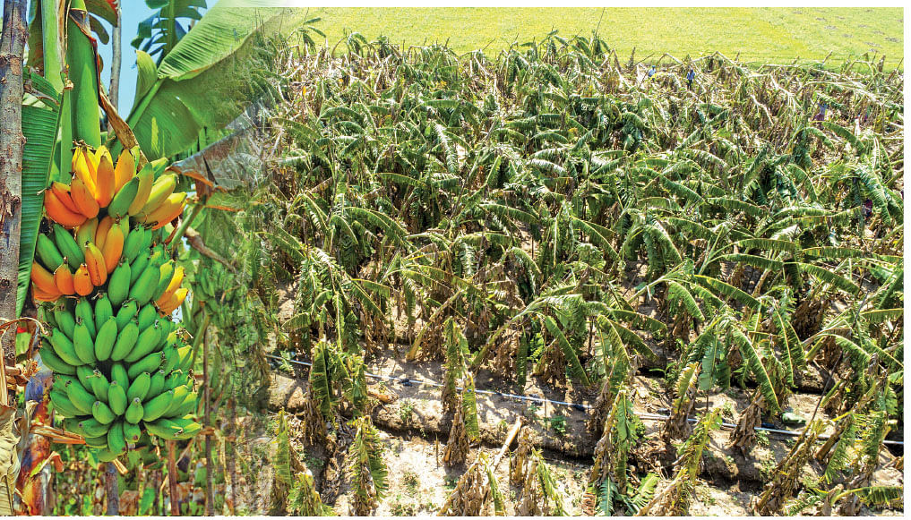 விளைபொருள்கள்