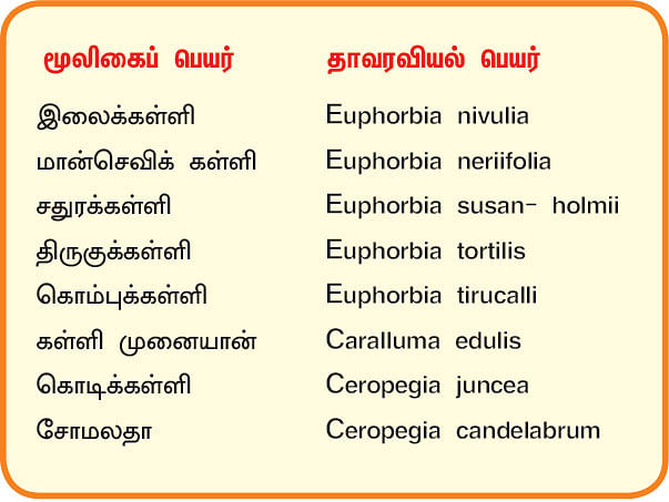 நல்மருந்து 2.0 - ஆஸ்துமாவை குணமாக்கும் இலைக்கள்ளி! - இரும்பை இல்லாமல் ஆக்கும் மான்செவிக் கள்ளி!