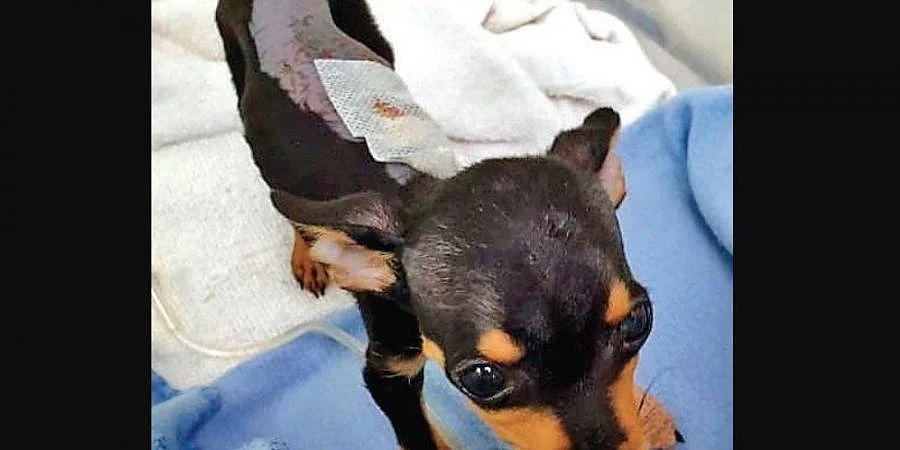 Miniature Pinscher
