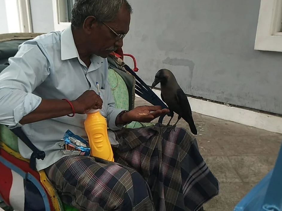 `50 நாள்களுக்குப் பிறகு ரிக்ஷா நண்பர்களுடன் இணைந்த காகம்!’ - புதுச்சேரி நெகிழ்ச்சி