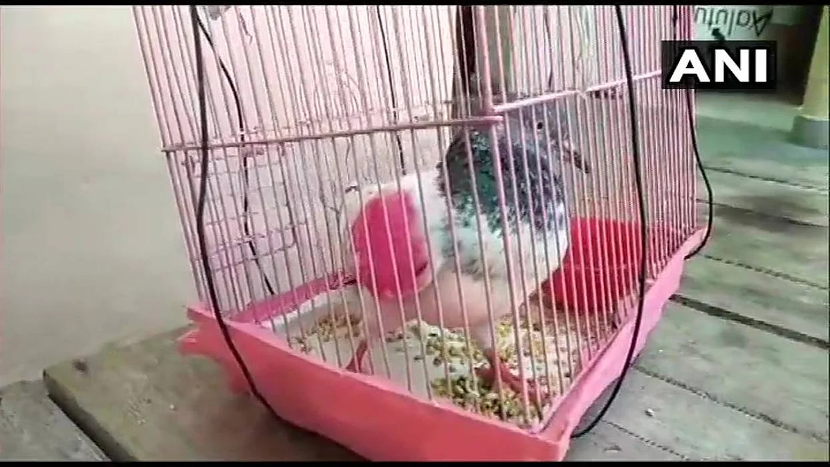 புறா