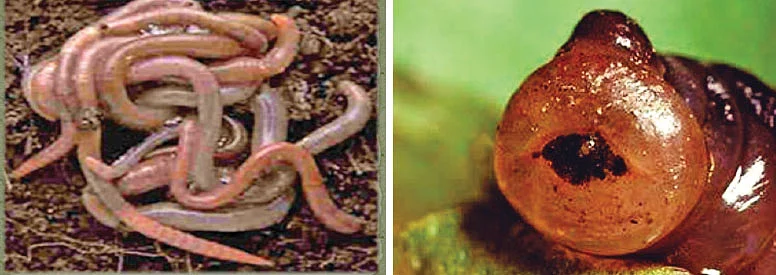 மண்புழு உருவாகுதல்...