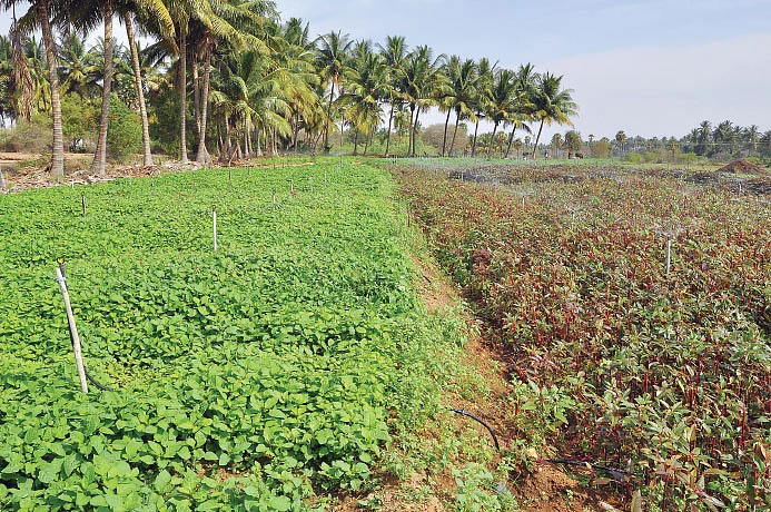இயற்கை வேளாண்மை