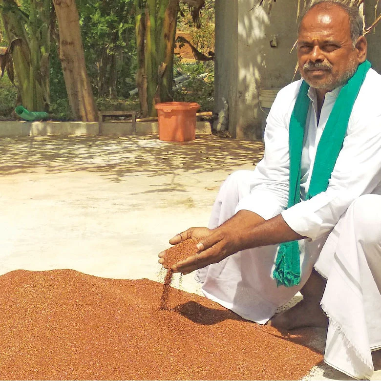 காயவைத்த கேழ்வரகுடன்