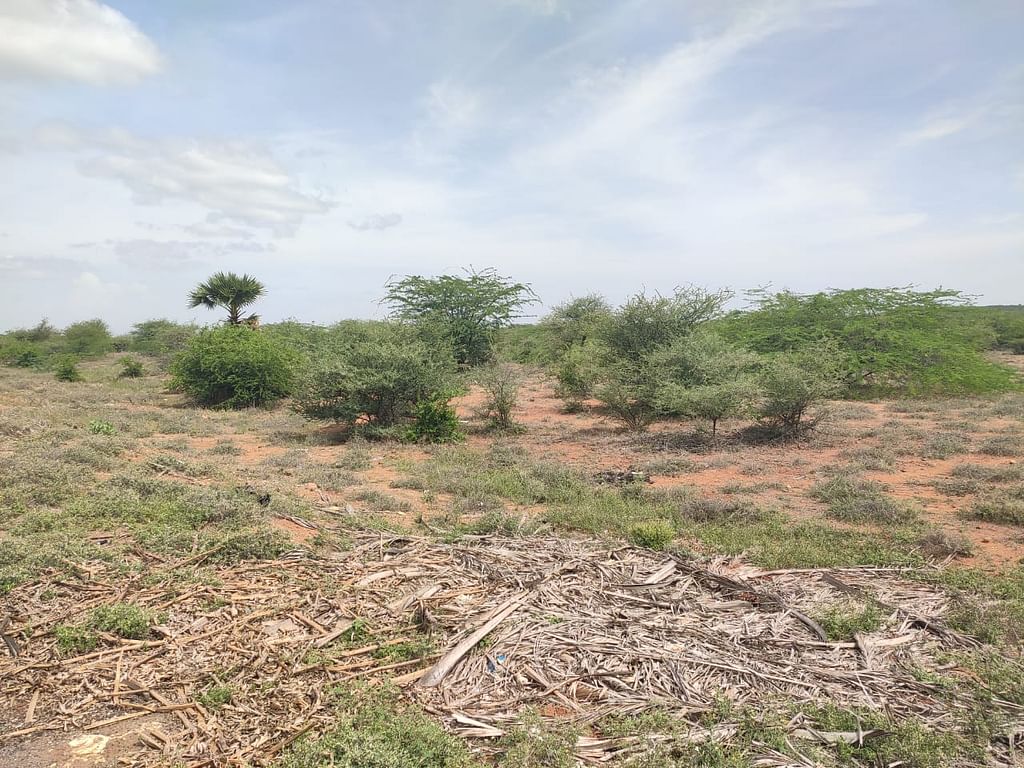 தரிசு நிலம்