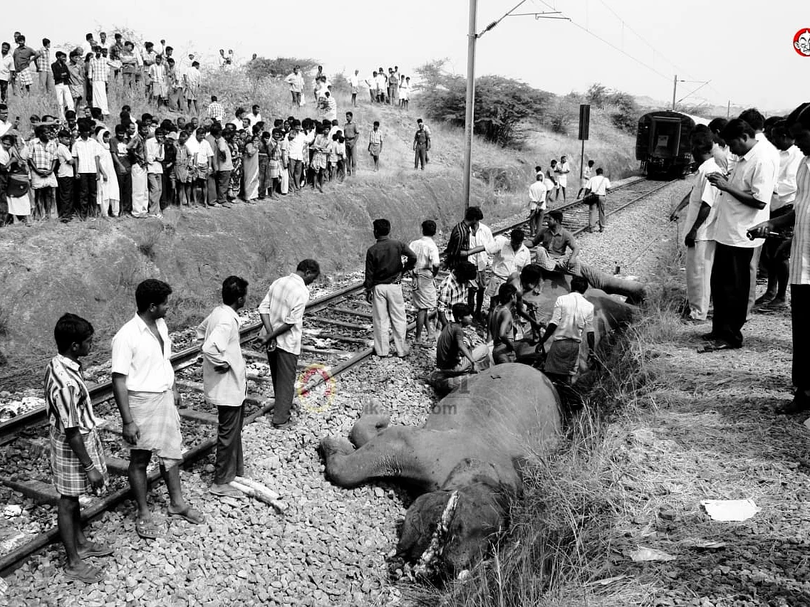யானை