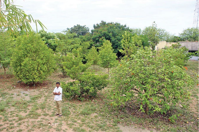 சுத்திகரிக்கப்பட்ட கழிவு நீரில் செழிக்கும் தோட்டம்