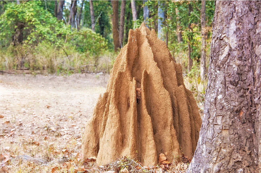 கறையான்