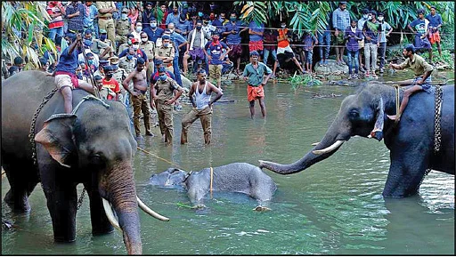 யானை