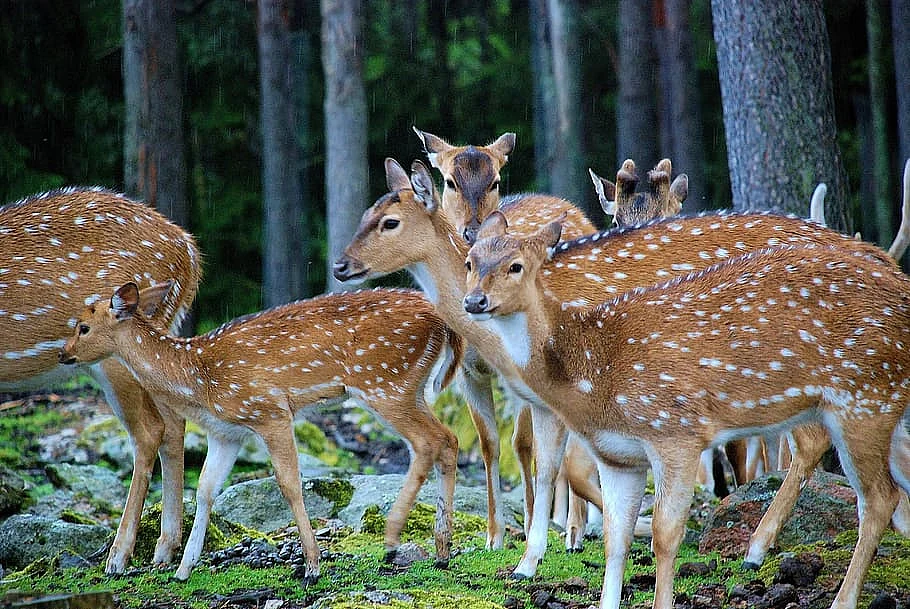 Deer