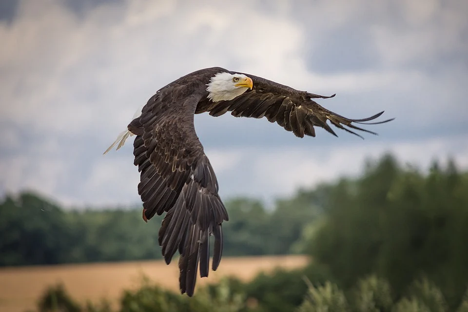 Raptor