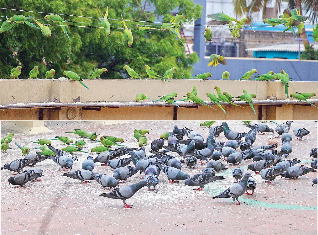 பறவைகள்