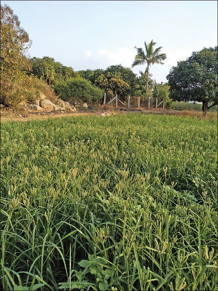 கேழ்வரகு வயல்