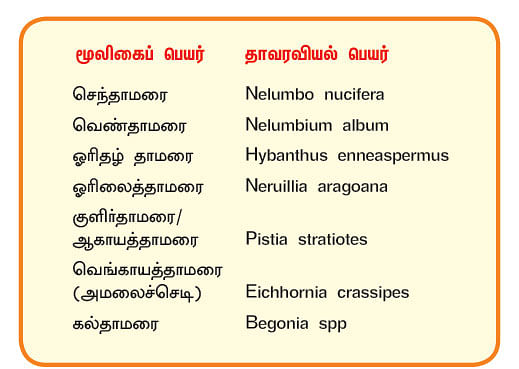 நல்மருந்து 2.0 - இதயத்தை வலுவாக்கும் தாமரை! - ஆண்மையைப் பெருக்கும் ஓரிதழ் தாமரை!