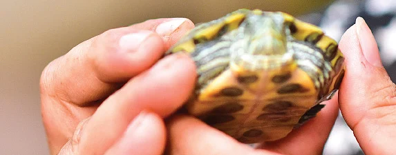 எங்கள் வீட்டில் கிளியும் பூனையும் நண்பர்கள்! - ஶ்ரீதேவி
