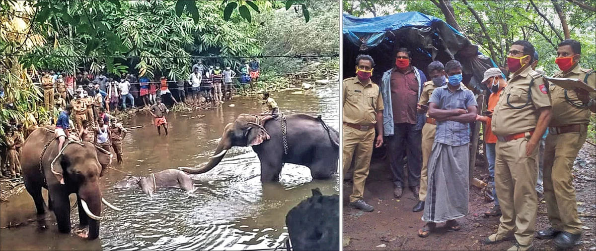 கர்ப்பிணி யானையைக் கொன்ற ‘பன்னி படக்கம்’!