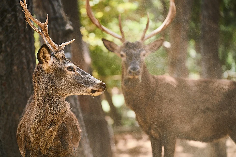 Deer