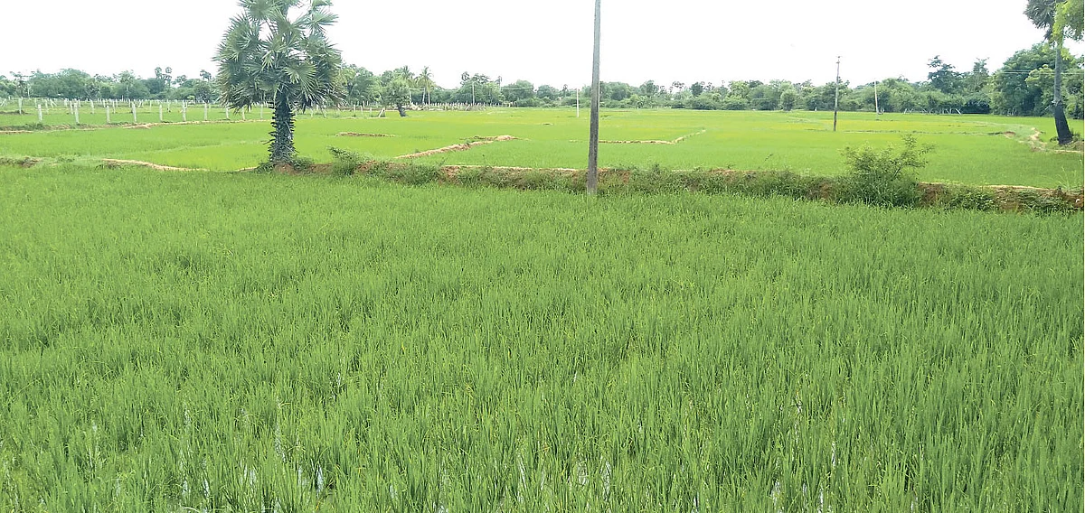 திருச்செல்வம்