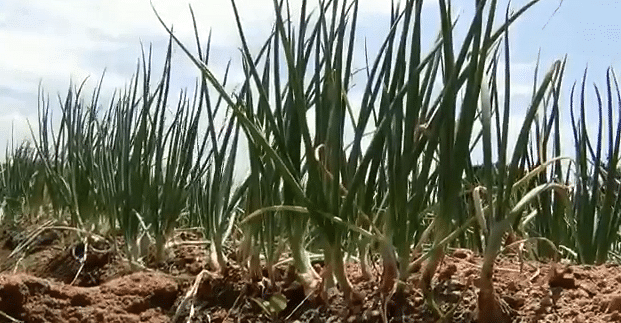 சின்ன வெங்காயப் பயிர்