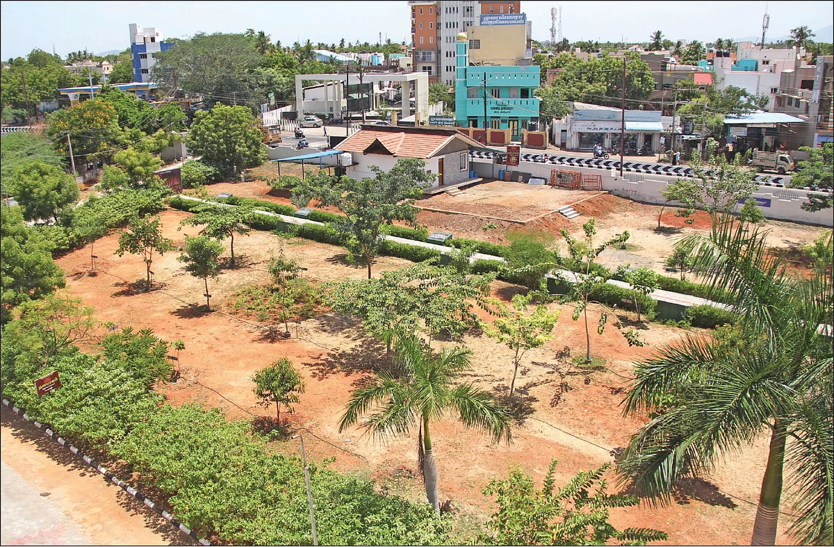 வளர்ந்து வரும் மரங்கள்