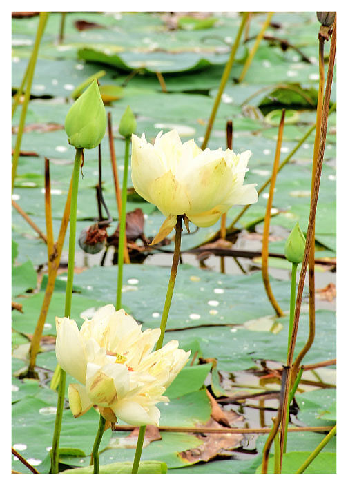 வெண்தாமரை