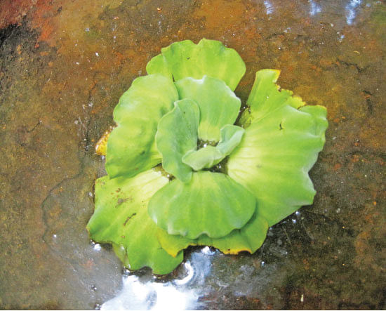 குளிர்தாமரை