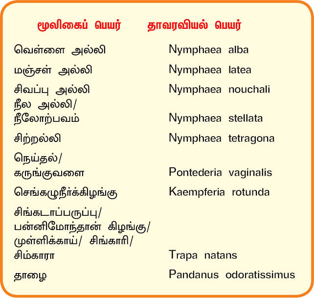 நல்மருந்து 2.0 - கருவைக் காக்கும் அல்லி... ஆண்மைக்கு சிங்கடாப் பருப்பு!
