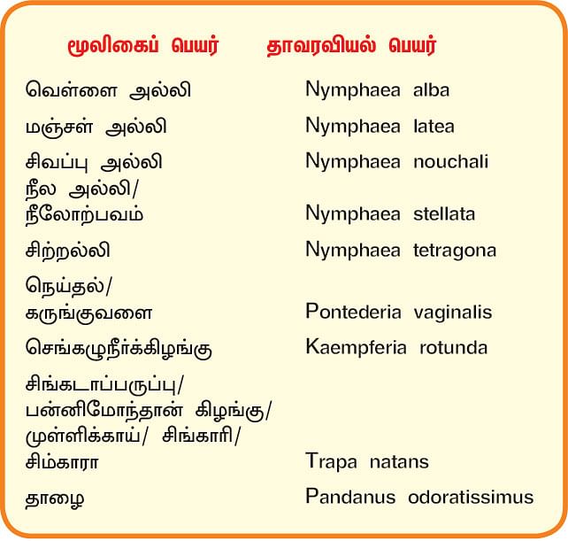 நல்மருந்து 2.0 -  கருவைக் காக்கும் அல்லி... ஆண்மைக்கு சிங்கடாப் பருப்பு!