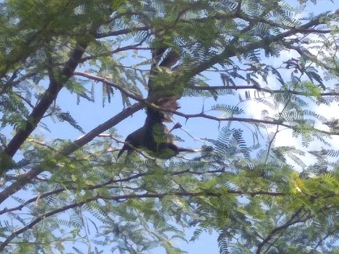 சிக்கிக்கொண்ட காகம்