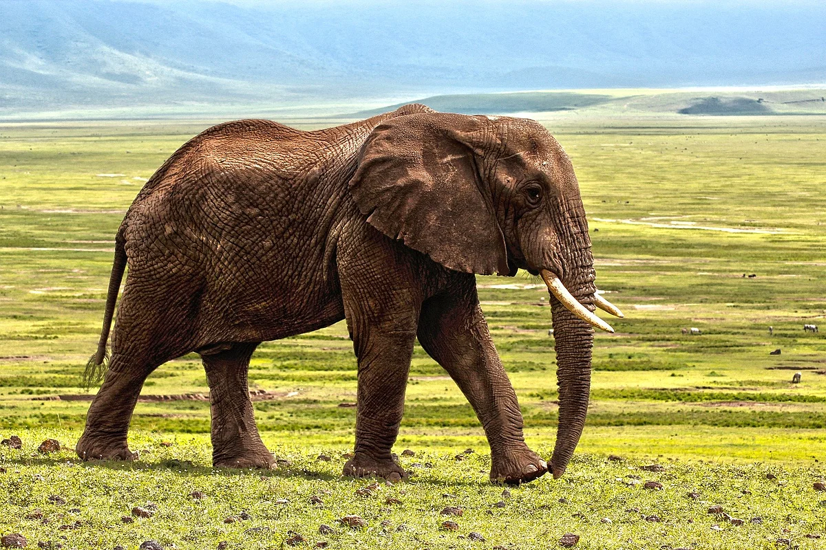 Representational Image