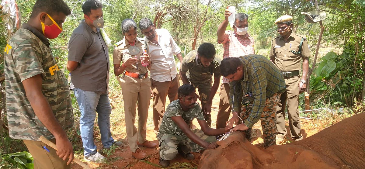 யானை