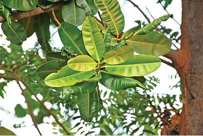 புன்னை இலை