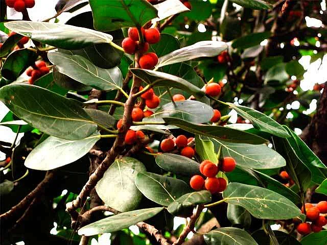 ஆரோக்கியம் தரும் ஆலமரம்... பற்களின் வலிமைக்கு உரம்... | மூலிகை ரகசியம் - 20