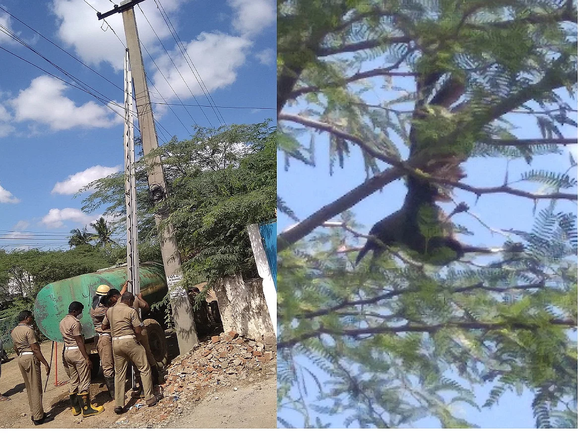திருவள்ளூர்: `பட்டம் நூலில் சிக்கிய காகம், தப்பிப் பிழைத்த கதை!’ - நெகிழ வைத்த மீட்புப் போராட்டம்