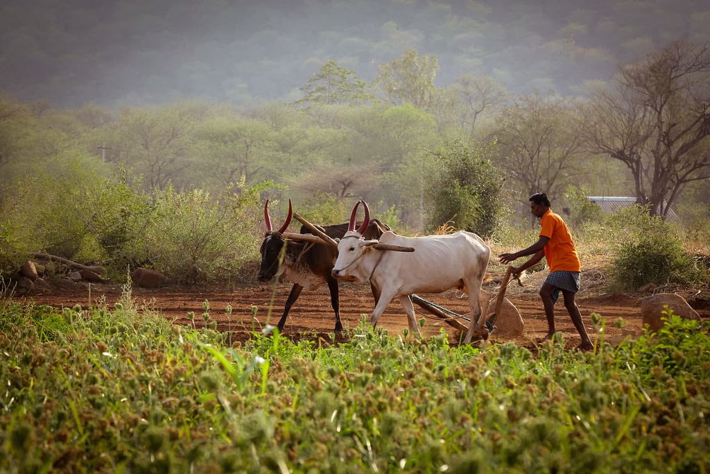 Village life
