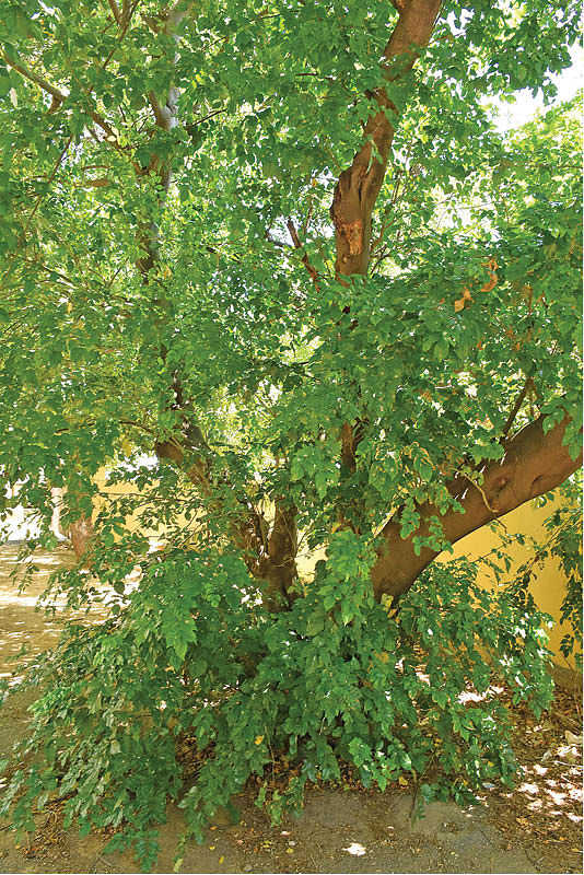 புங்கன் மரம்