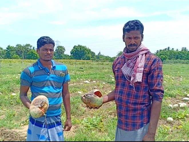 மயிலாடுதுறை: `அழுகிக் கிடக்கும் தர்பூசணி; வயல்பக்கமே போறதில்லை!’ - கலங்கும் விவசாயிகள்
